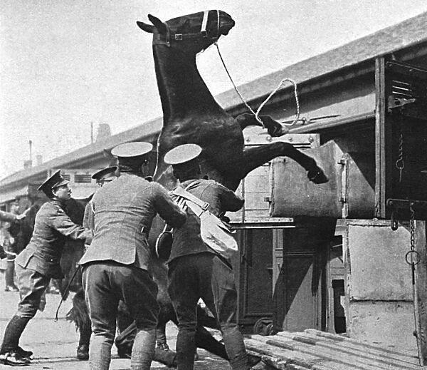 Entraining artillery horses for France, WW1