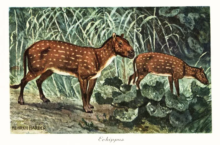 Framed Print : Eohippus angustidens, extinct species of small equid ungulate Framed Print : Eohippus angustidens, extinct species of small equid ungulate
