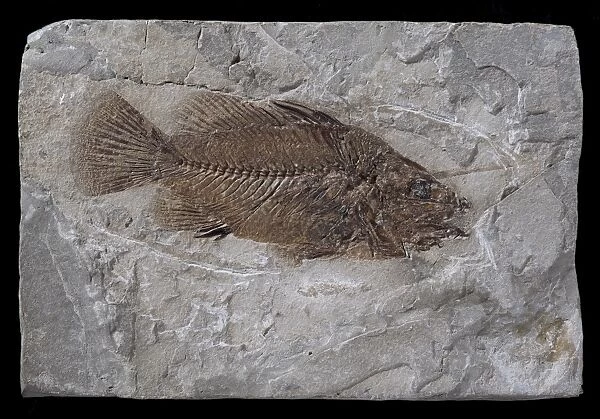 Eolates gracilis, fossil fish