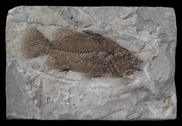 Framed Print : Eolates gracilis, fossil fish Framed Print : Eolates gracilis, fossil fish