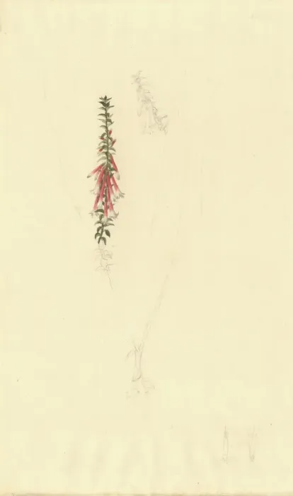Framed Print : Epacris longiflora, fuschia heath Framed Print : Epacris longiflora, fuschia heath