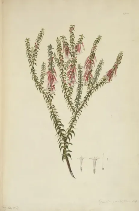Framed Print : Epacris longiflora, fuschia heath Framed Print : Epacris longiflora, fuschia heath