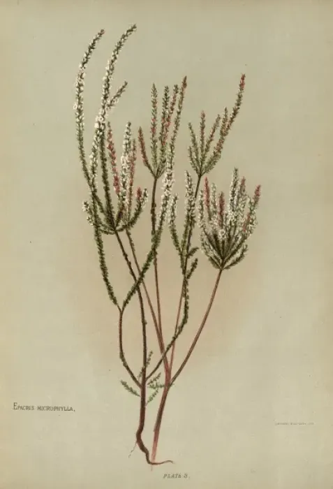 Framed Print : Epacris Microphylla or Coral Heath Framed Print : Epacris Microphylla or Coral Heath