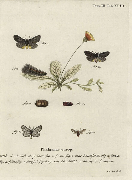 Epatolmis caesarea and Penthophera morio moths