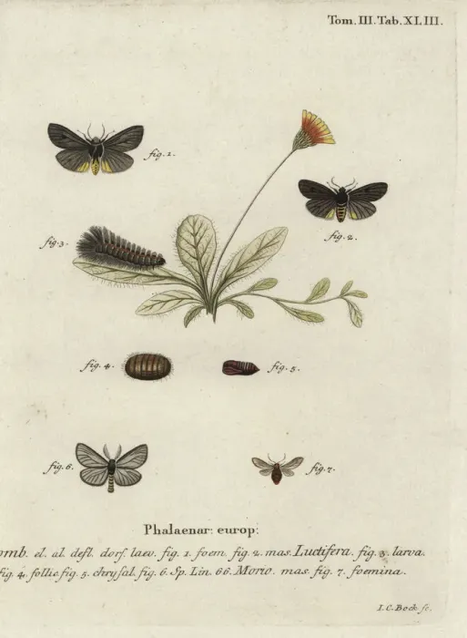 Framed Print : Epatolmis caesarea and Penthophera morio moths Framed Print : Epatolmis caesarea and Penthophera morio moths