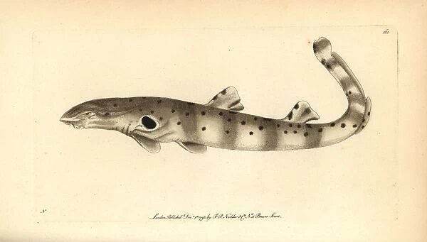 Epaulette shark, Hemiscyllium ocellatum
