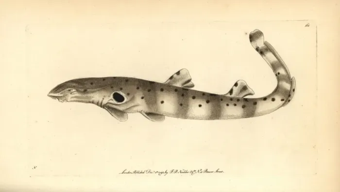 Framed Print : Epaulette shark, Hemiscyllium ocellatum Framed Print : Epaulette shark, Hemiscyllium ocellatum