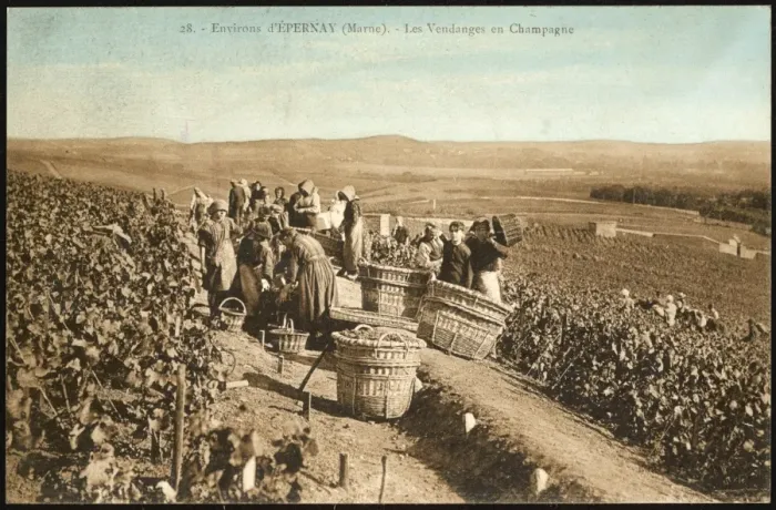Framed Print : Epernay Vineyards Framed Print : Epernay Vineyards