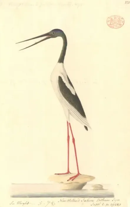 Framed Print : Ephippiorhynchus asiaticus, black-necked stork Framed Print : Ephippiorhynchus asiaticus, black-necked stork