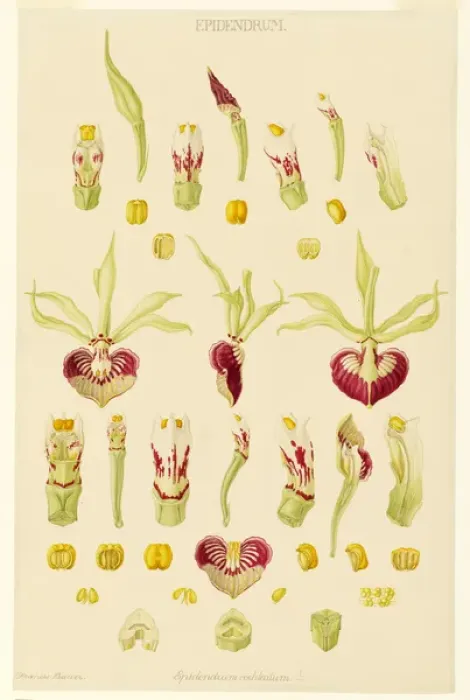 Framed Print : Epidendrum cochleatum, clamshell orchid Framed Print : Epidendrum cochleatum, clamshell orchid