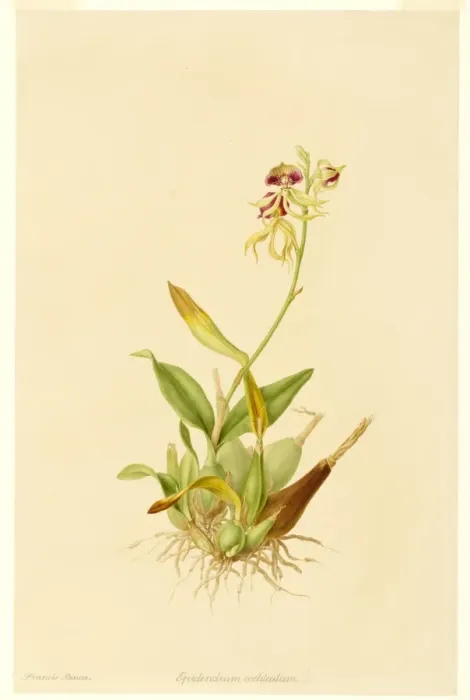 Framed Print : Epidendrum cochleatum, clamshell orchid Framed Print : Epidendrum cochleatum, clamshell orchid