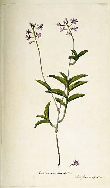 Epidendrum elongatum, orchid