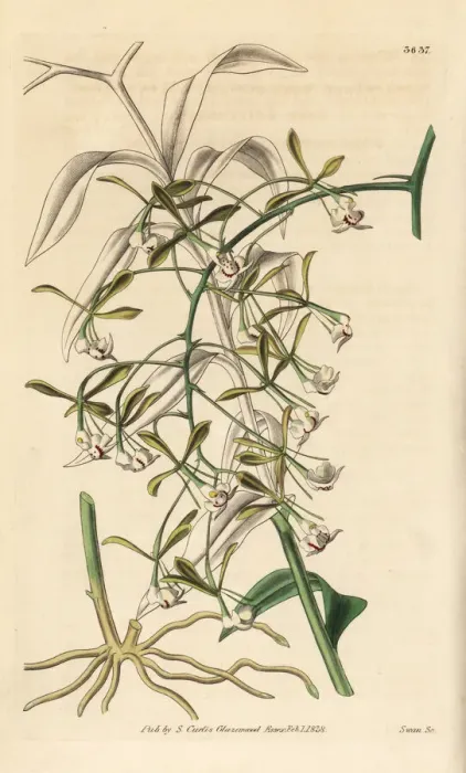 Framed Print : Epidendrum paniculatum orchid Framed Print : Epidendrum paniculatum orchid