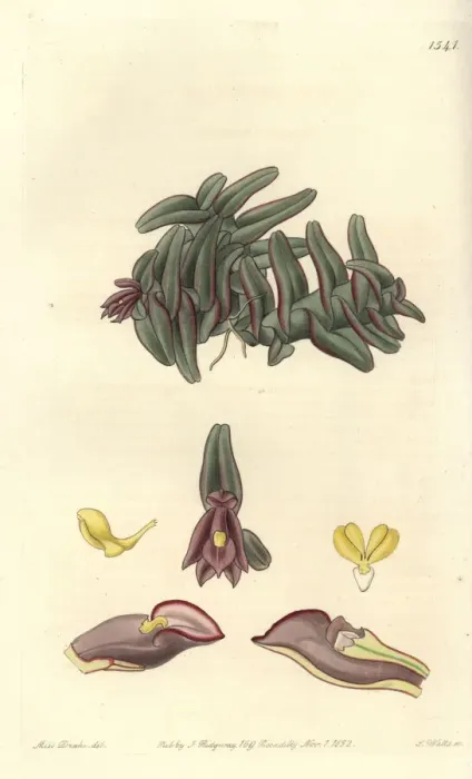 Framed Print : Epidendrum schlechterianum orchid Framed Print : Epidendrum schlechterianum orchid