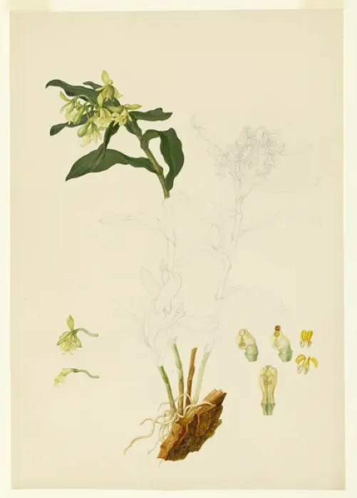 Framed Print : Epidendrum sp. orchid Framed Print : Epidendrum sp. orchid