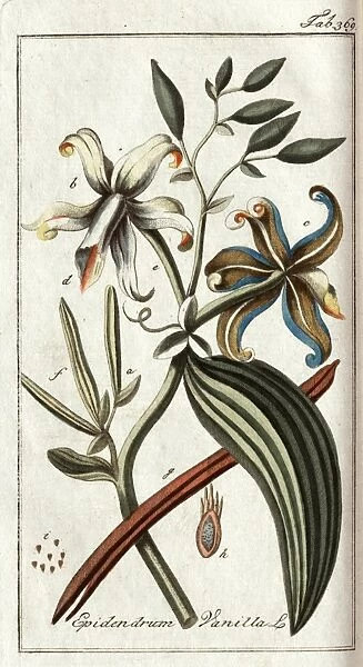 Epidendrum Vanilla L