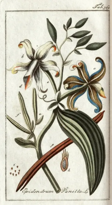 Framed Print : Epidendrum Vanilla L Framed Print : Epidendrum Vanilla L