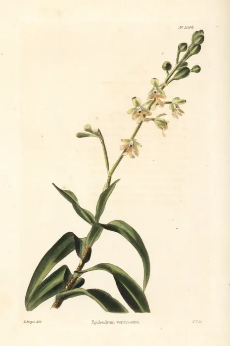 Framed Print : Epidendrum verrucosum Framed Print : Epidendrum verrucosum