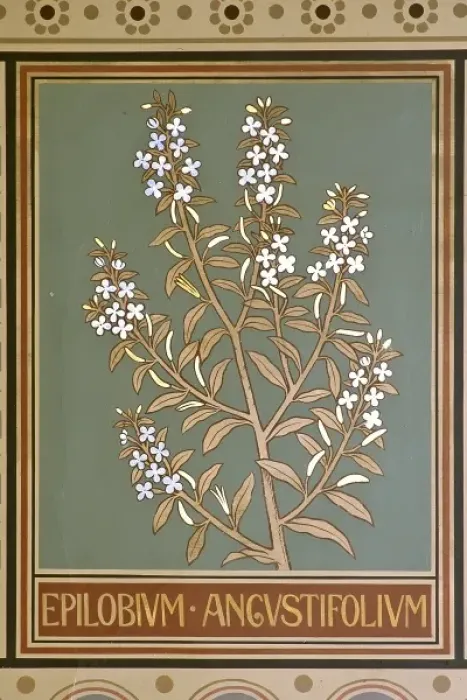 Framed Print : Epilobium angustifolium, fireweed Framed Print : Epilobium angustifolium, fireweed