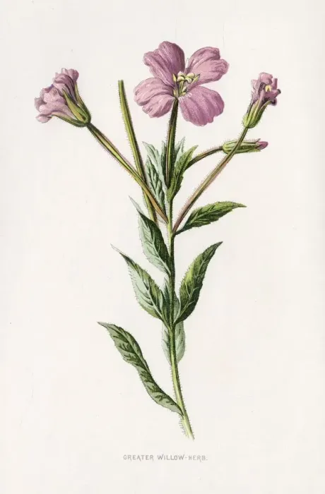 Framed Print : EPILOBIUM HIRSUTUM Framed Print : EPILOBIUM HIRSUTUM