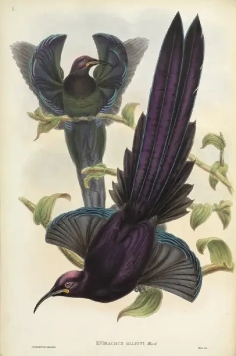 Framed Print : Epimachus ellioti, elliots sicklebill Framed Print : Epimachus ellioti, elliots sicklebill