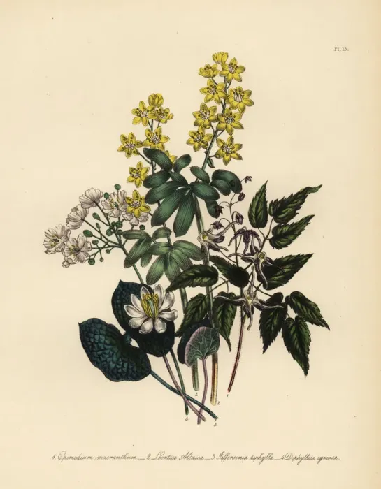Framed Print : Epimedium, lions leaf, Jeffersonia and Diphylleia species Framed Print : Epimedium, lions leaf, Jeffersonia and Diphylleia species
