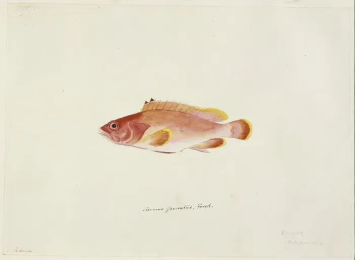 Framed Print : Epinephelus fasciatus, black-tipped rockcod Framed Print : Epinephelus fasciatus, black-tipped rockcod