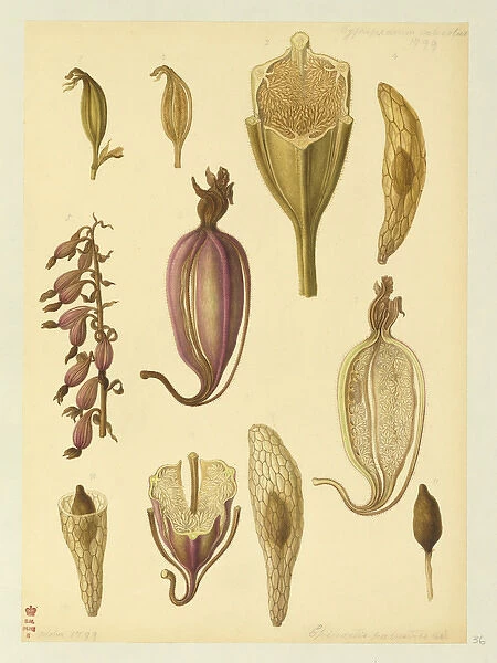Epipactis palustris, marsh helliborine
