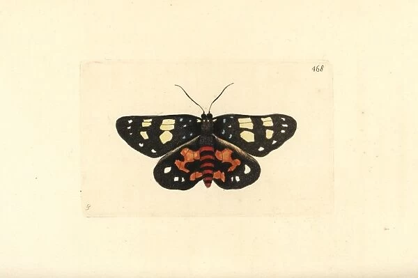 Episteme moth, Episteme lectrix szechuanensis