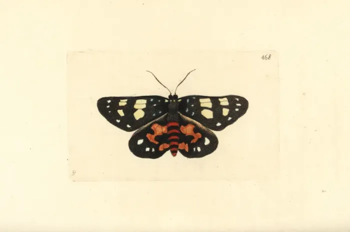 Framed Print : Episteme moth, Episteme lectrix szechuanensis Framed Print : Episteme moth, Episteme lectrix szechuanensis