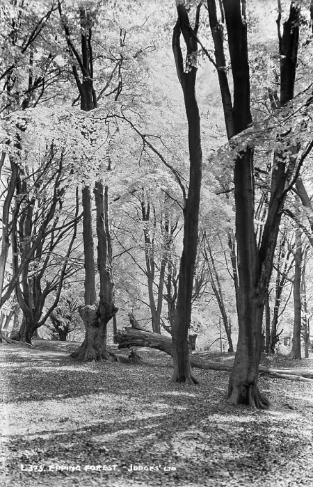 Framed Print : Epping Forest Framed Print : Epping Forest