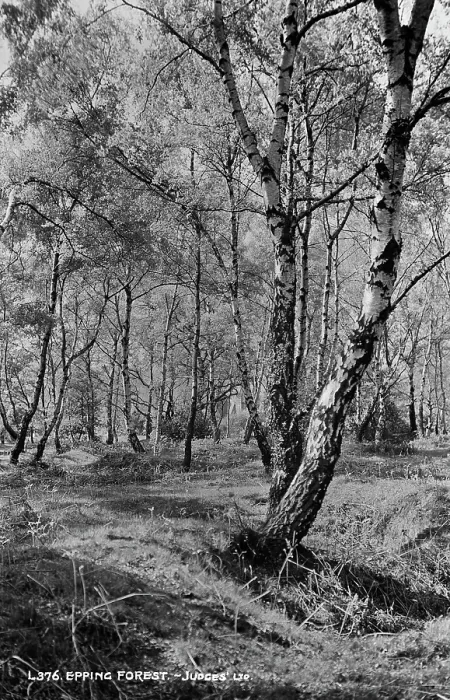 Framed Print : Epping Forest Framed Print : Epping Forest