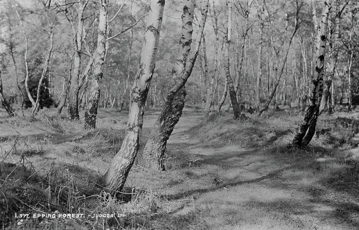 Framed Print : Epping Forest Framed Print : Epping Forest