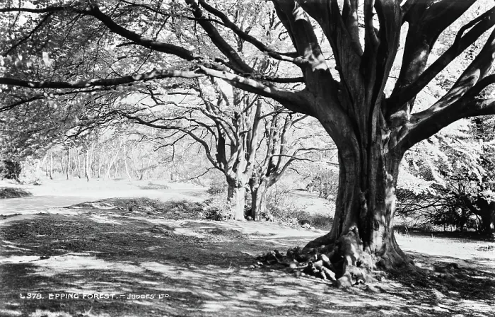 Framed Print : Epping Forest Framed Print : Epping Forest