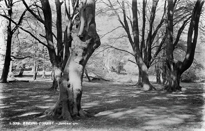 Framed Print : Epping Forest Framed Print : Epping Forest