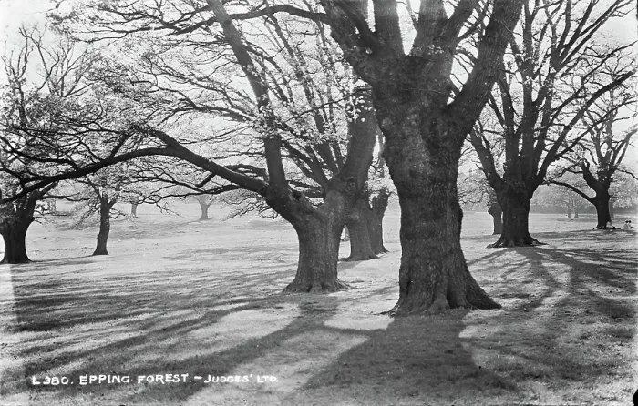 Framed Print : Epping Forest Framed Print : Epping Forest