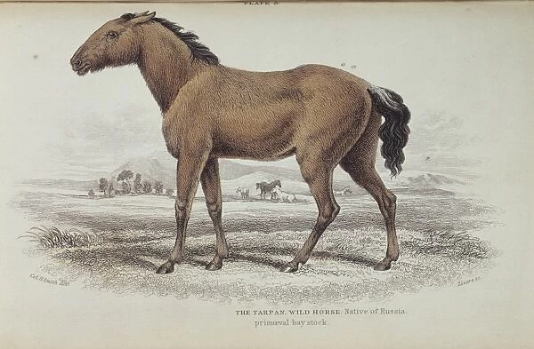 Equus caballus gomelini, tarpan