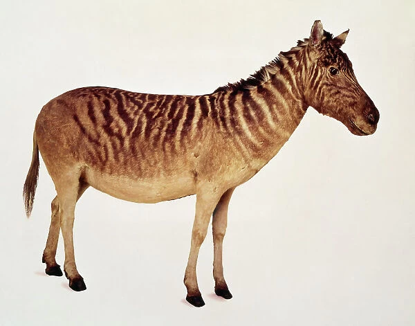Equus quagga, quagga