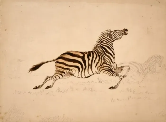 Framed Print : Equus quagga, quagga Framed Print : Equus quagga, quagga