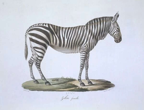 Equus sp. zebra