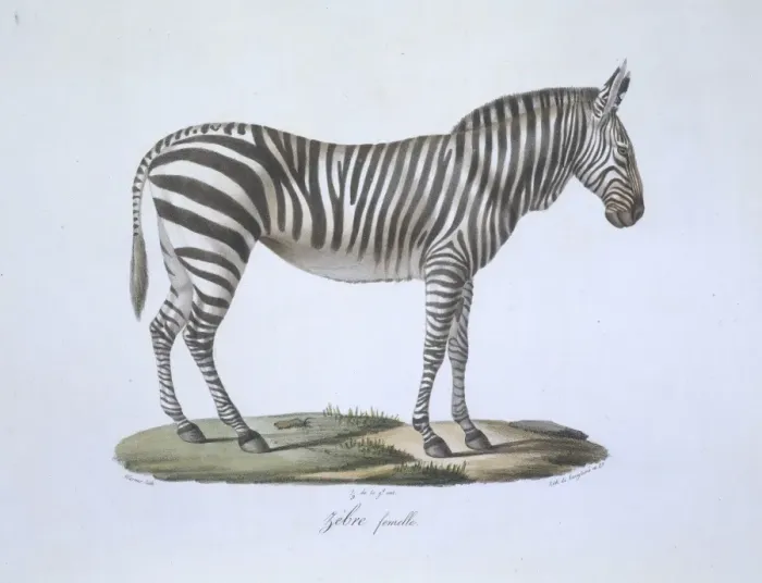 Framed Print : Equus sp. zebra Framed Print : Equus sp. zebra