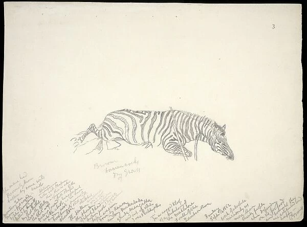 Equus zebra, mountain zebra