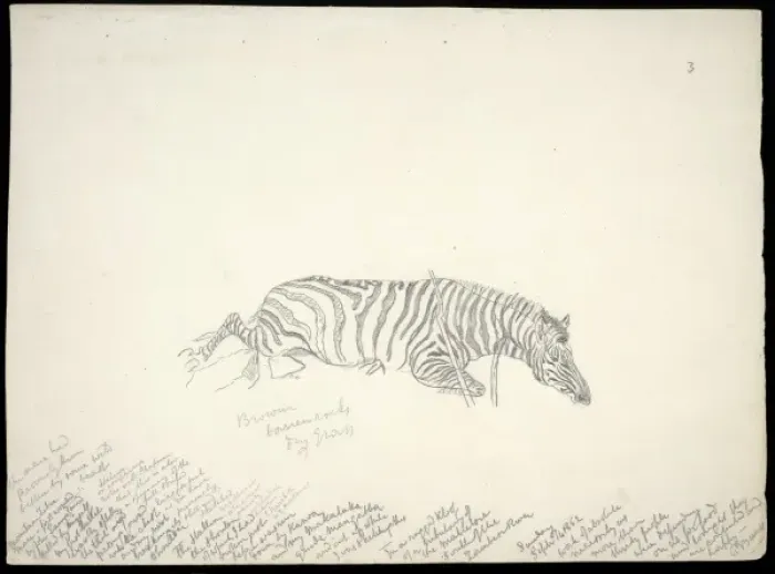 Framed Print : Equus zebra, mountain zebra Framed Print : Equus zebra, mountain zebra
