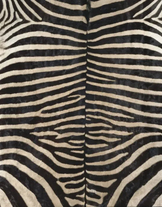 Framed Print : Equus zebra, zebra Framed Print : Equus zebra, zebra