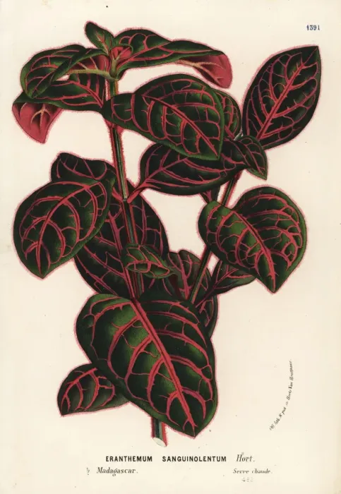 Framed Print : Eranthemum sanguinolentum Framed Print : Eranthemum sanguinolentum