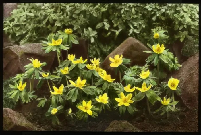 Framed Print : Eranthis Hyemalis (Winter Aconite, Wolfs Bane) Framed Print : Eranthis Hyemalis (Winter Aconite, Wolfs Bane)