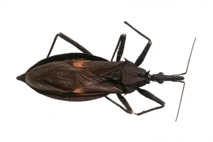 Framed Print : Eratyrus mucronatus, triatomine bug Framed Print : Eratyrus mucronatus, triatomine bug