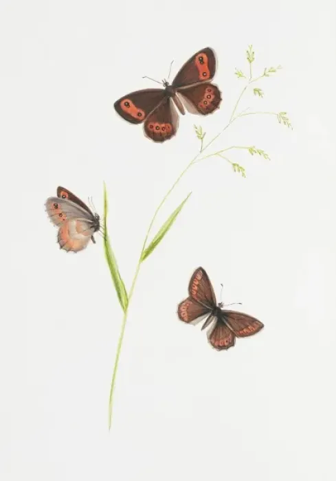 Framed Print : Erebia aethiops, scotch argus butterfly Framed Print : Erebia aethiops, scotch argus butterfly