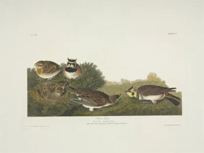 Framed Print : Eremophila alpestris, horned lark Framed Print : Eremophila alpestris, horned lark