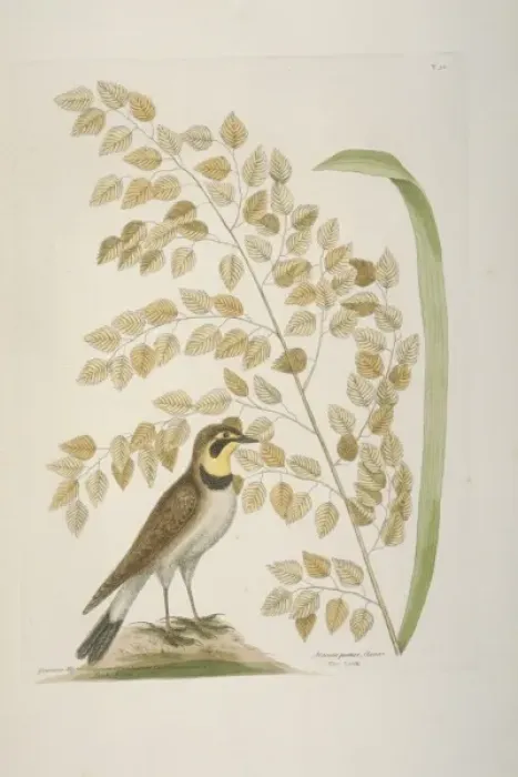 Framed Print : Eremophila alpestris, horned lark Framed Print : Eremophila alpestris, horned lark